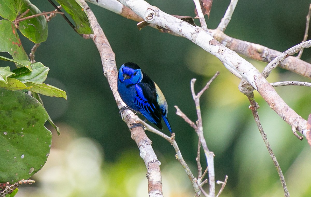 Индиговая танагра - ML644529513