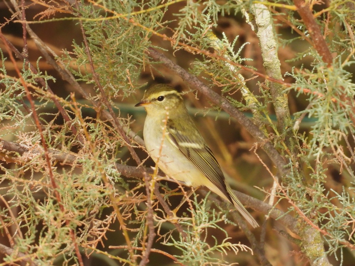 Yellow-browed Warbler - ML644529515