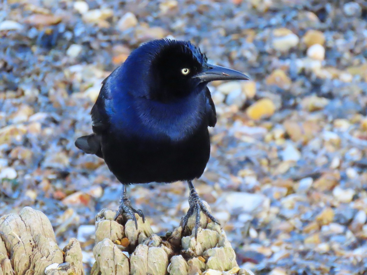 Boat-tailed Grackle - ML644529516