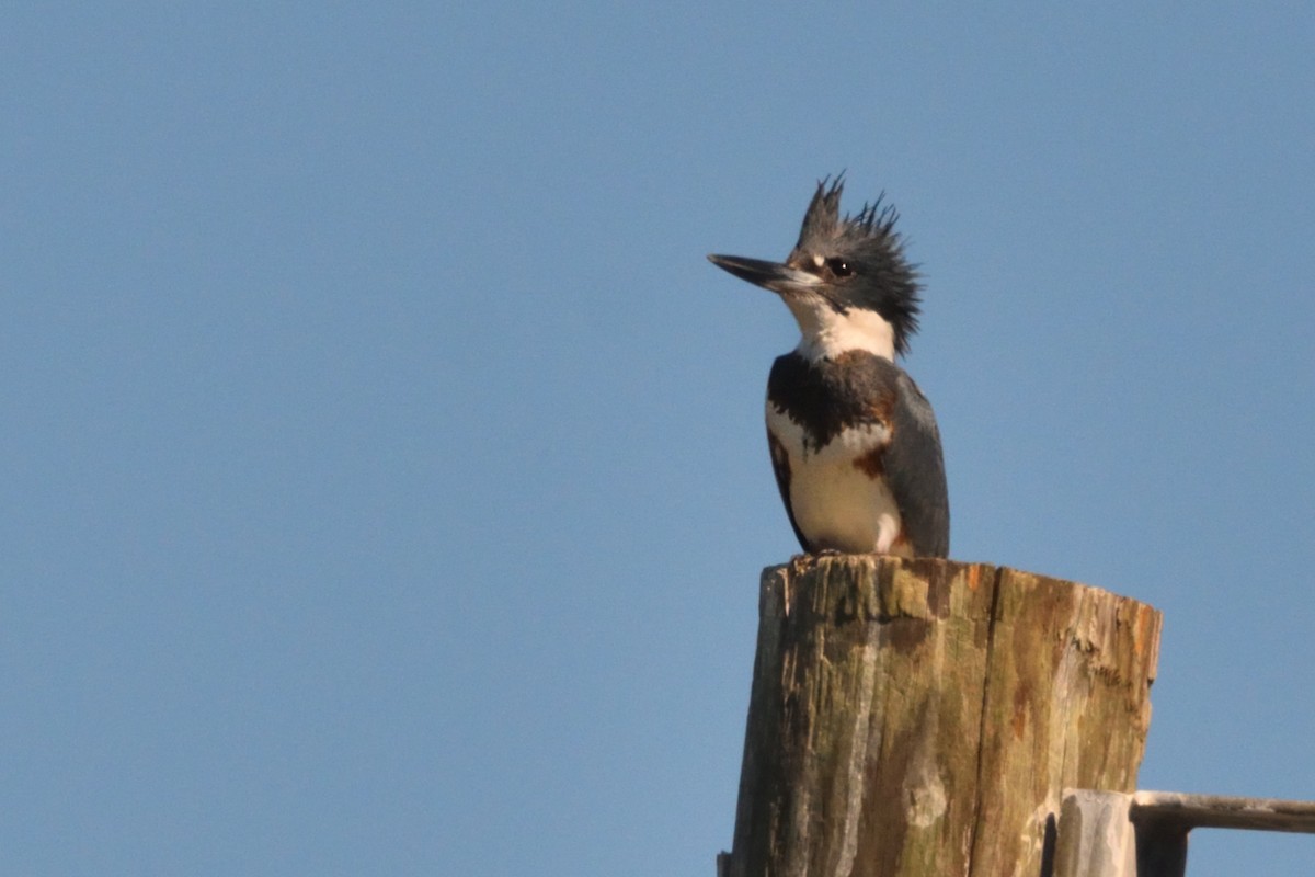 アメリカヤマセミ - ML644529517