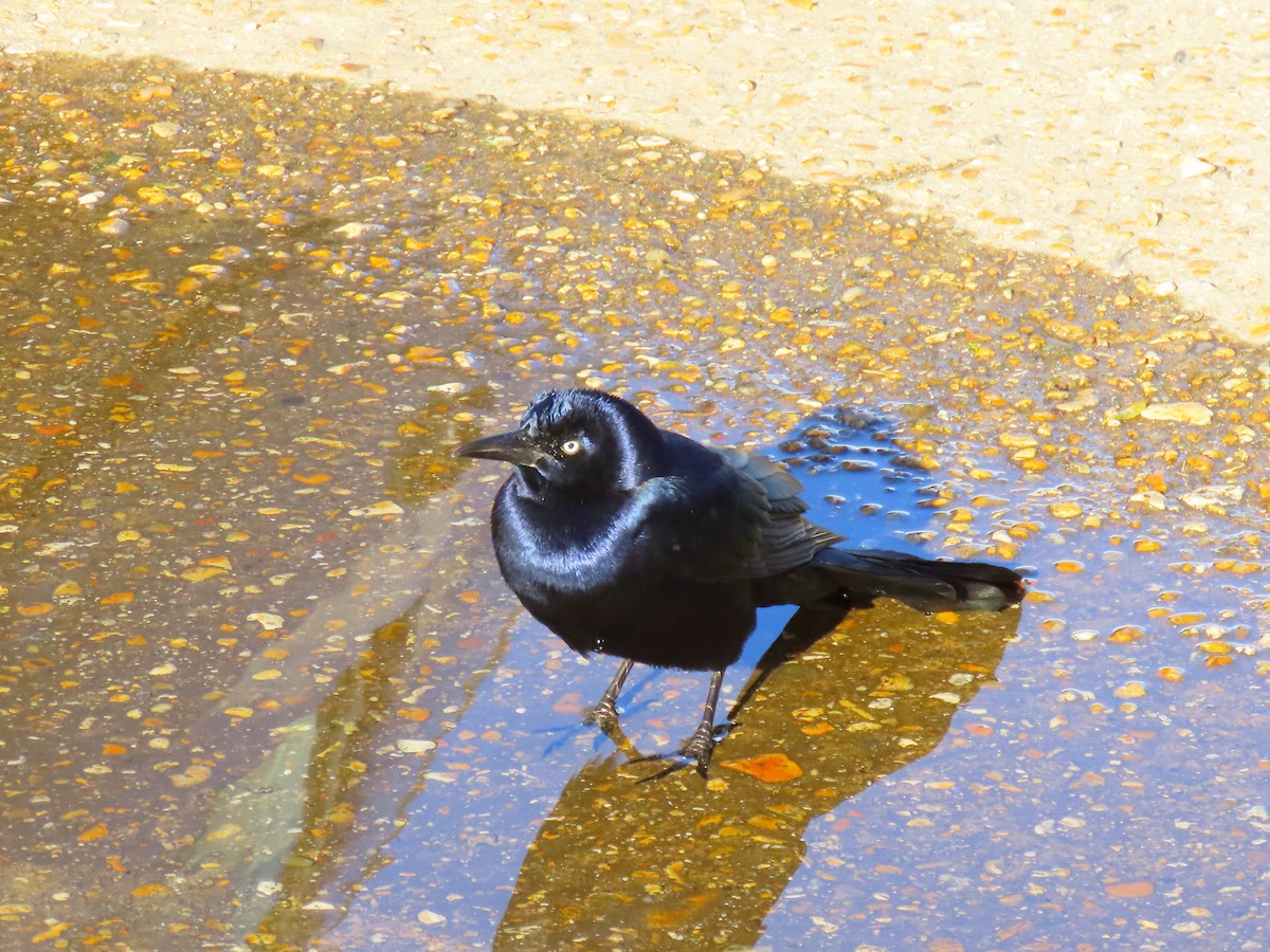 Boat-tailed Grackle - ML644529525