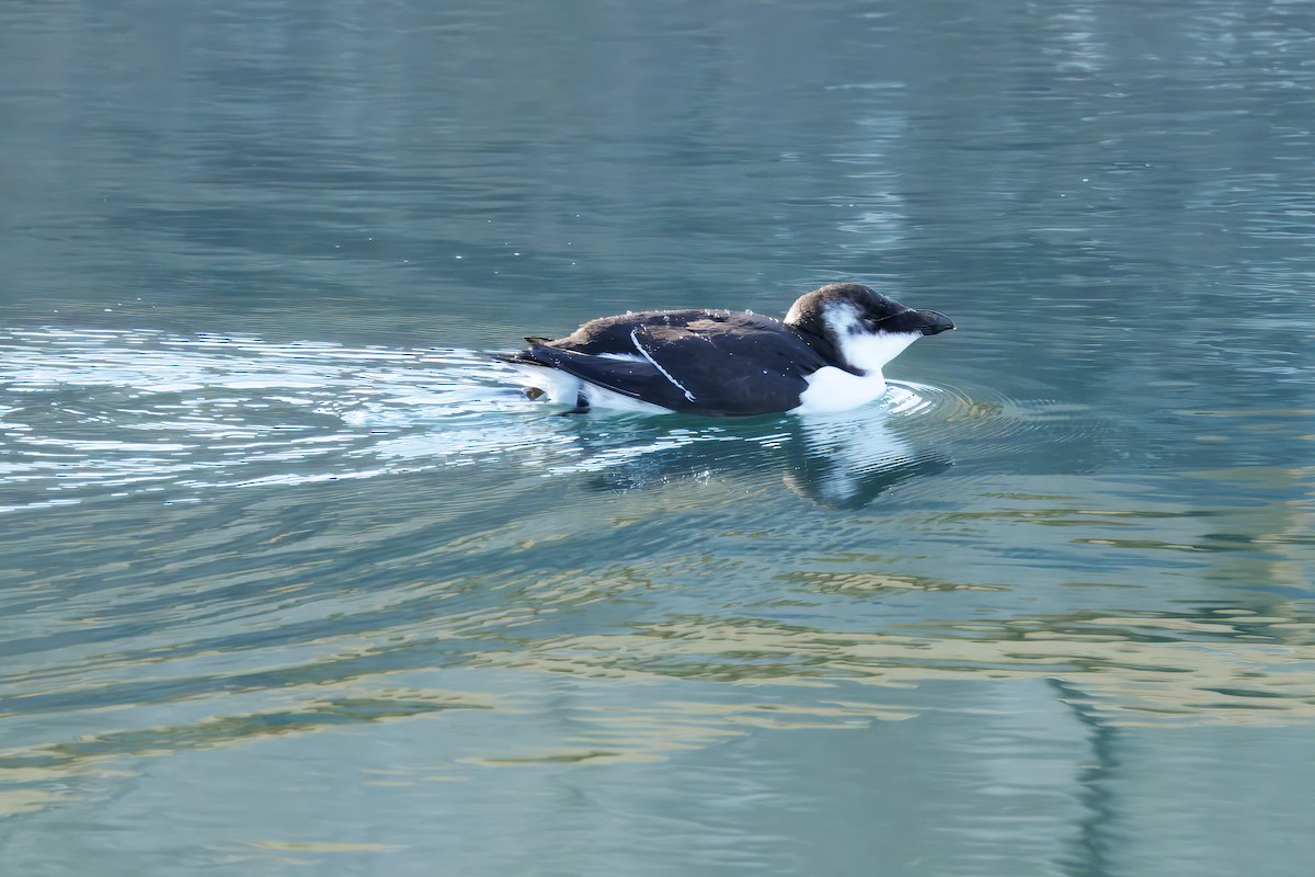 Gazza marina - ML644529529