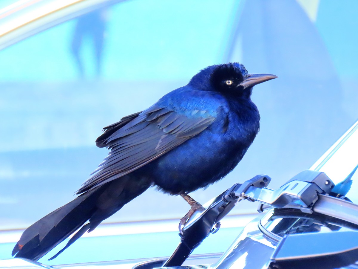 Boat-tailed Grackle - ML644529536