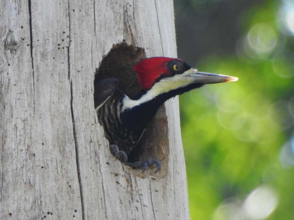 høvdingspett - ML644529538