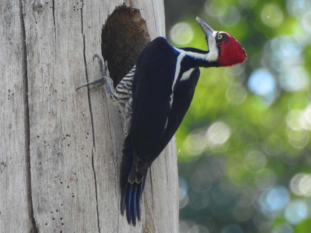 høvdingspett - ML644529539