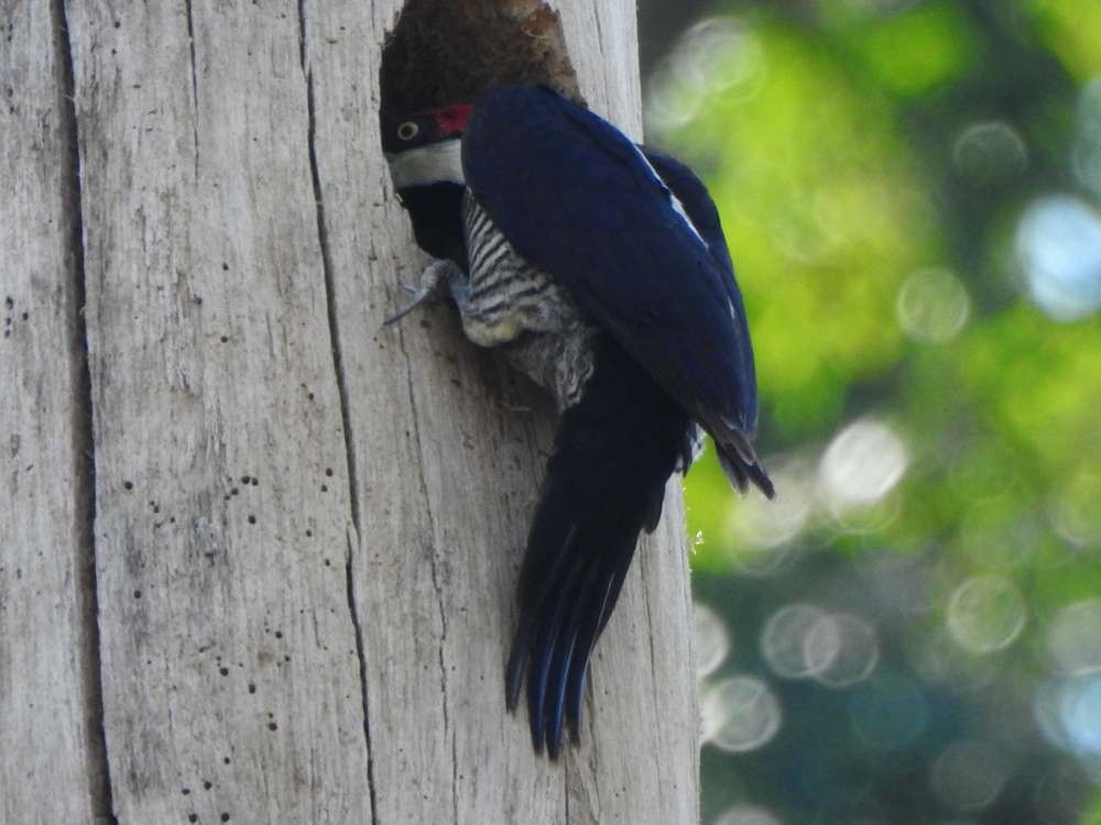 høvdingspett - ML644529540