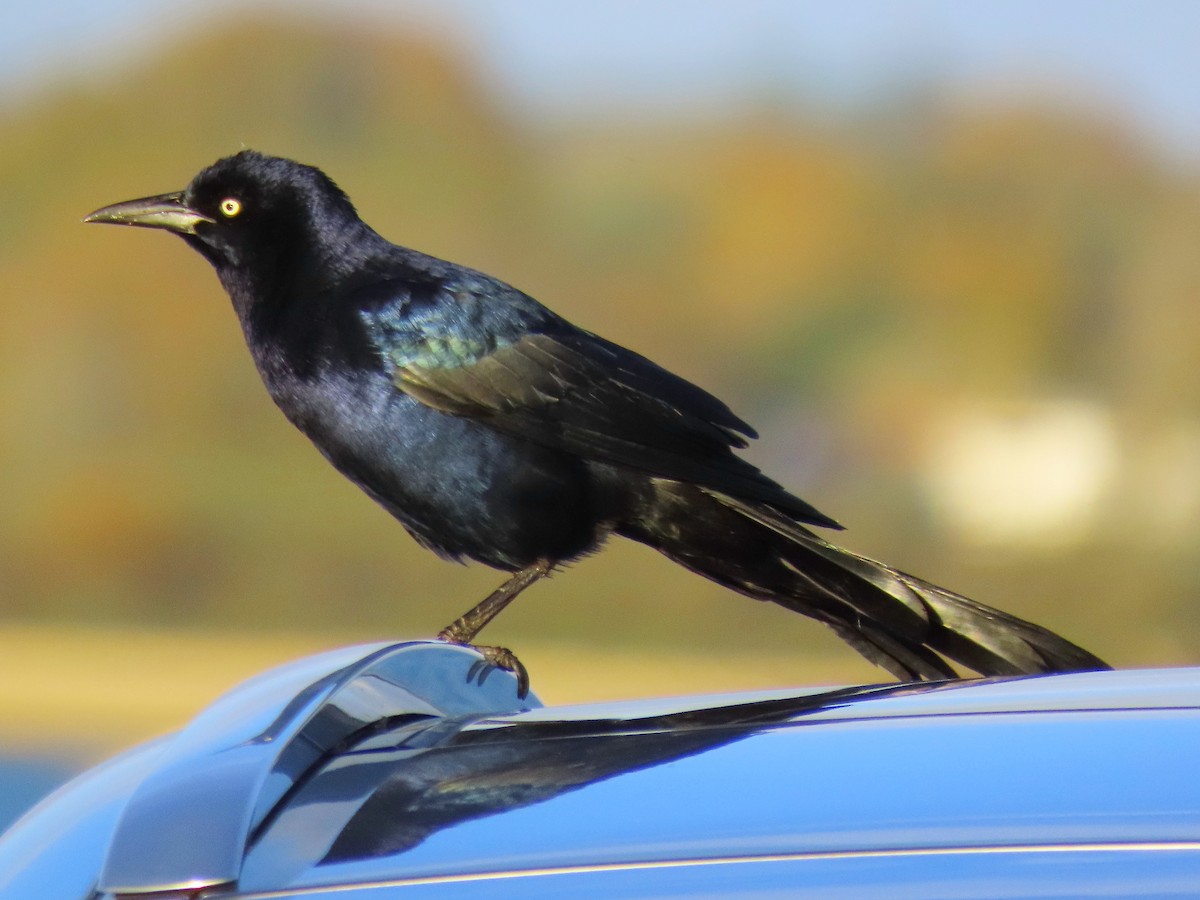 Boat-tailed Grackle - ML644529541