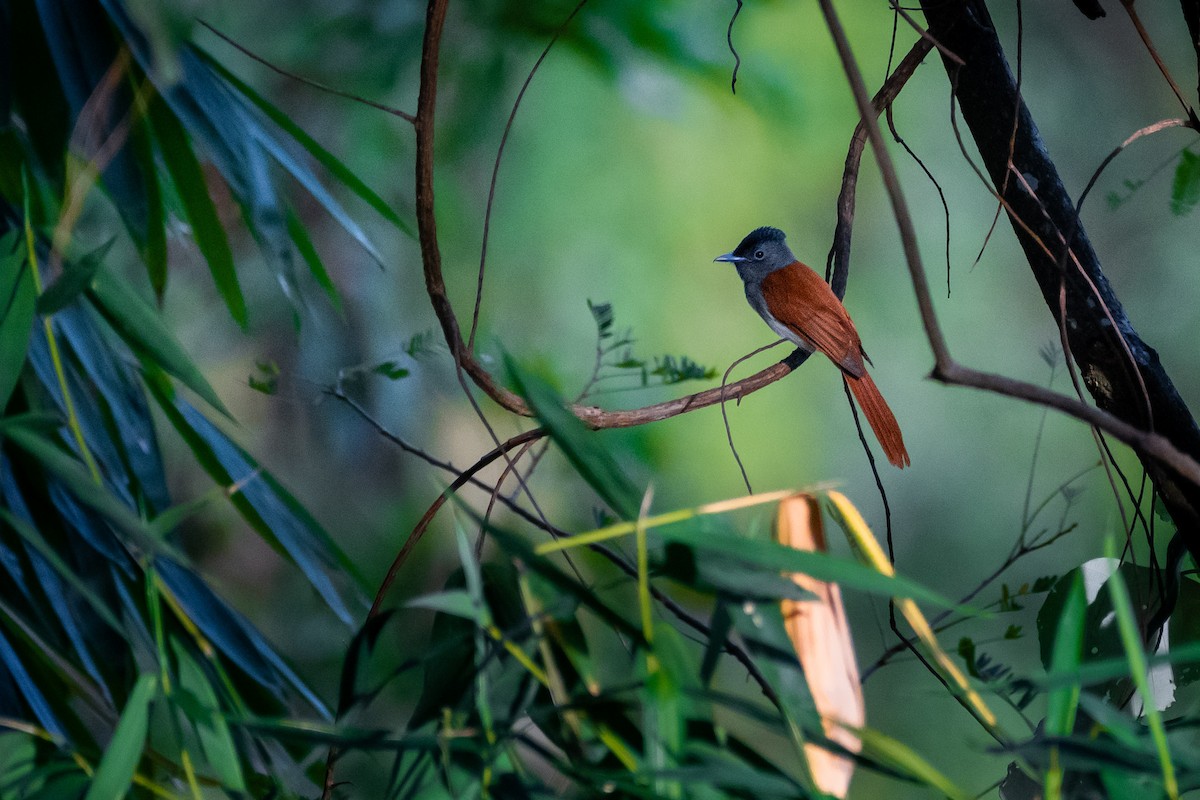 Tchitrec de Blyth - ML644529544