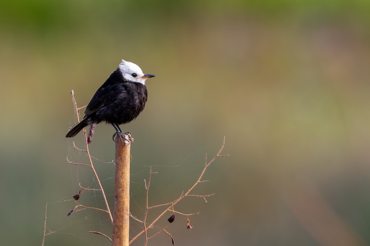 シロガシラタイランチョウ - ML644529547