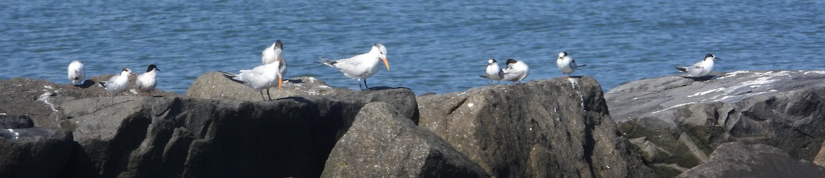 Крячок річковий - ML644529550