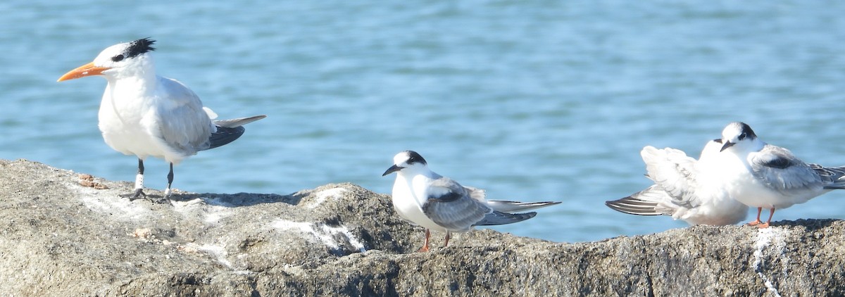 Крячок річковий - ML644529551