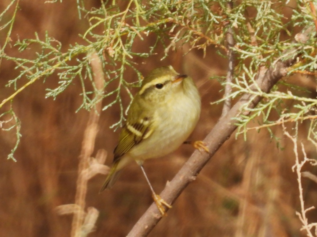 Yellow-browed Warbler - ML644529558