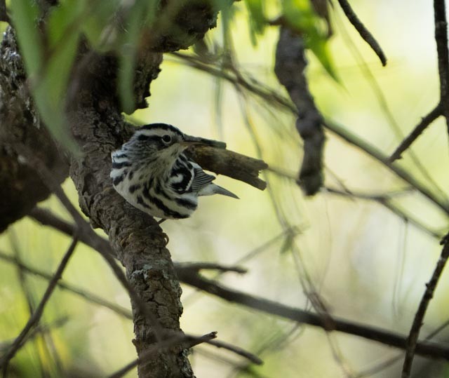 Black-and-white Warbler - ML644529577