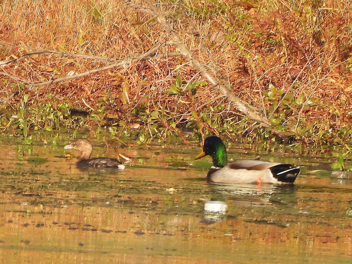 Pied-billed Grebe - ML644529579