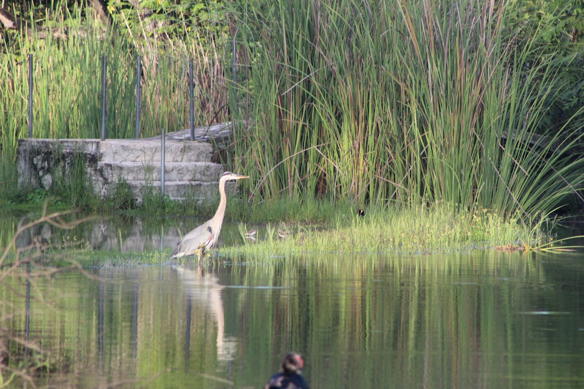 Great Blue Heron - ML644529581