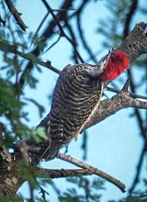 Cardinal Woodpecker - ML644529590