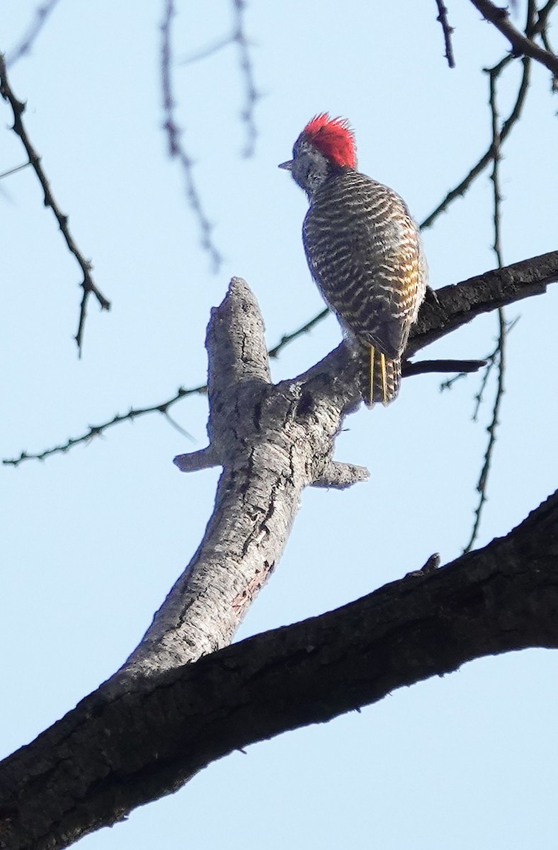 Cardinal Woodpecker - ML644529591