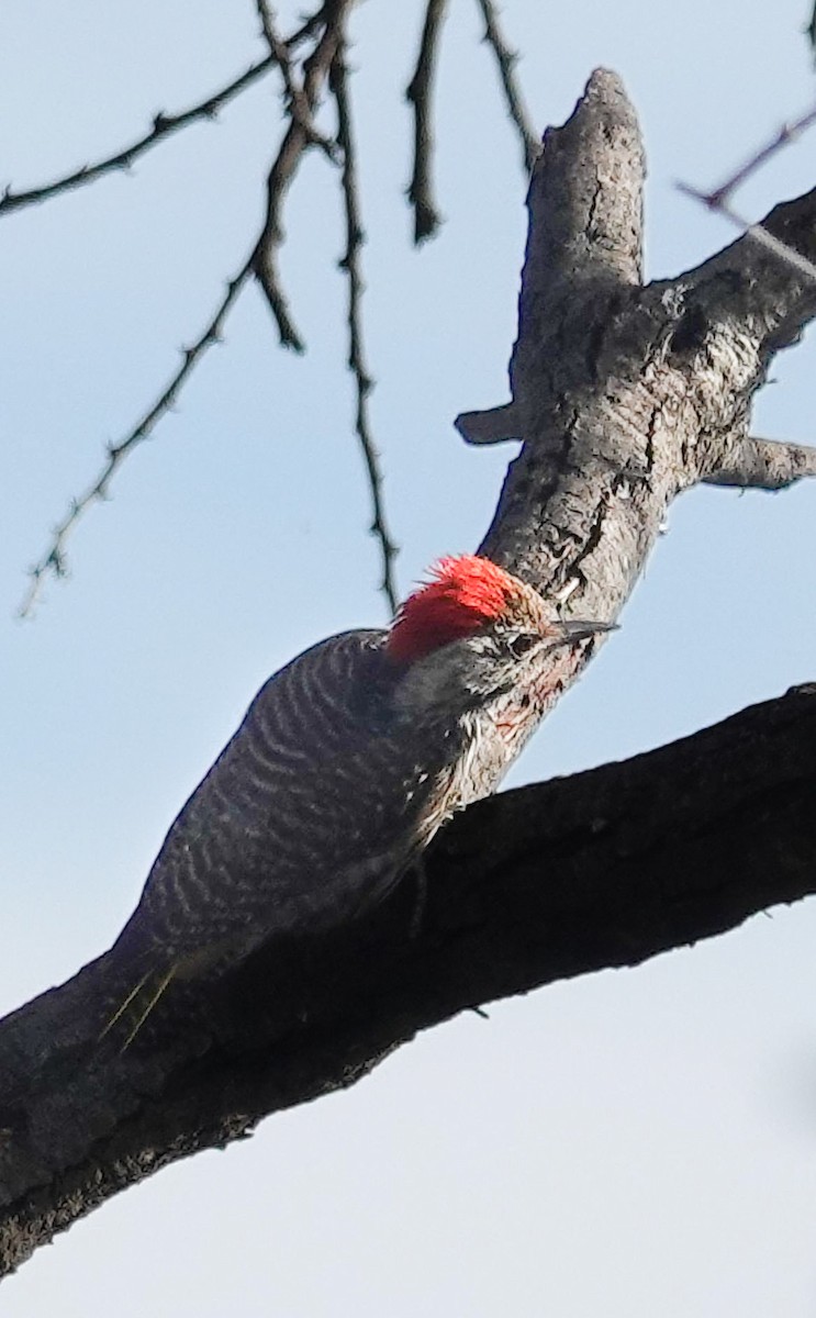 Cardinal Woodpecker - ML644529592