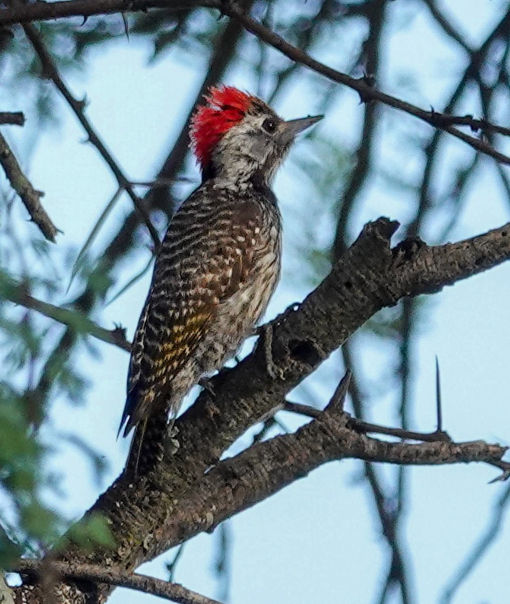 Cardinal Woodpecker - ML644529593
