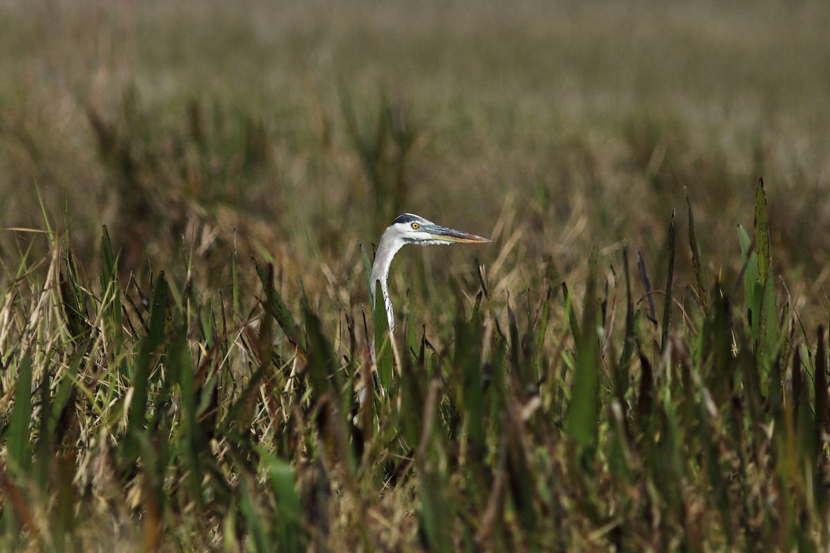 Great Blue Heron - ML644529596