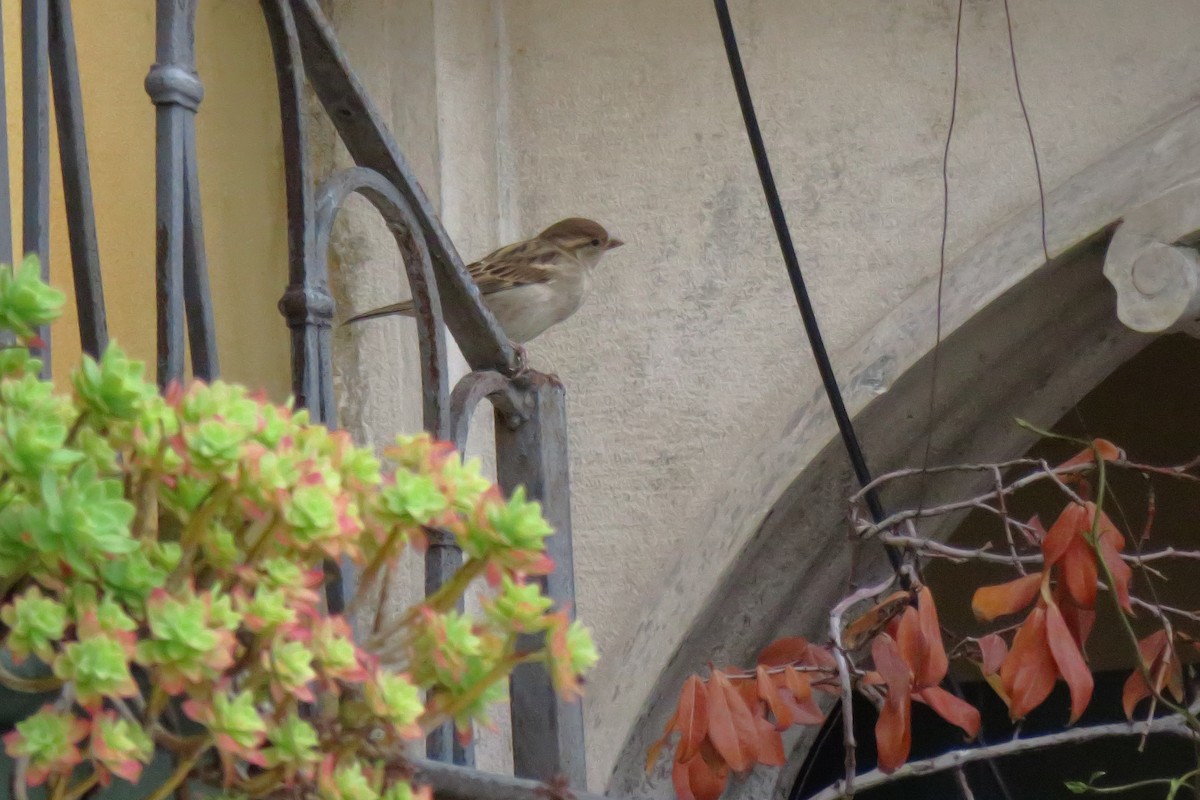 Passera d'Italia - ML644529597