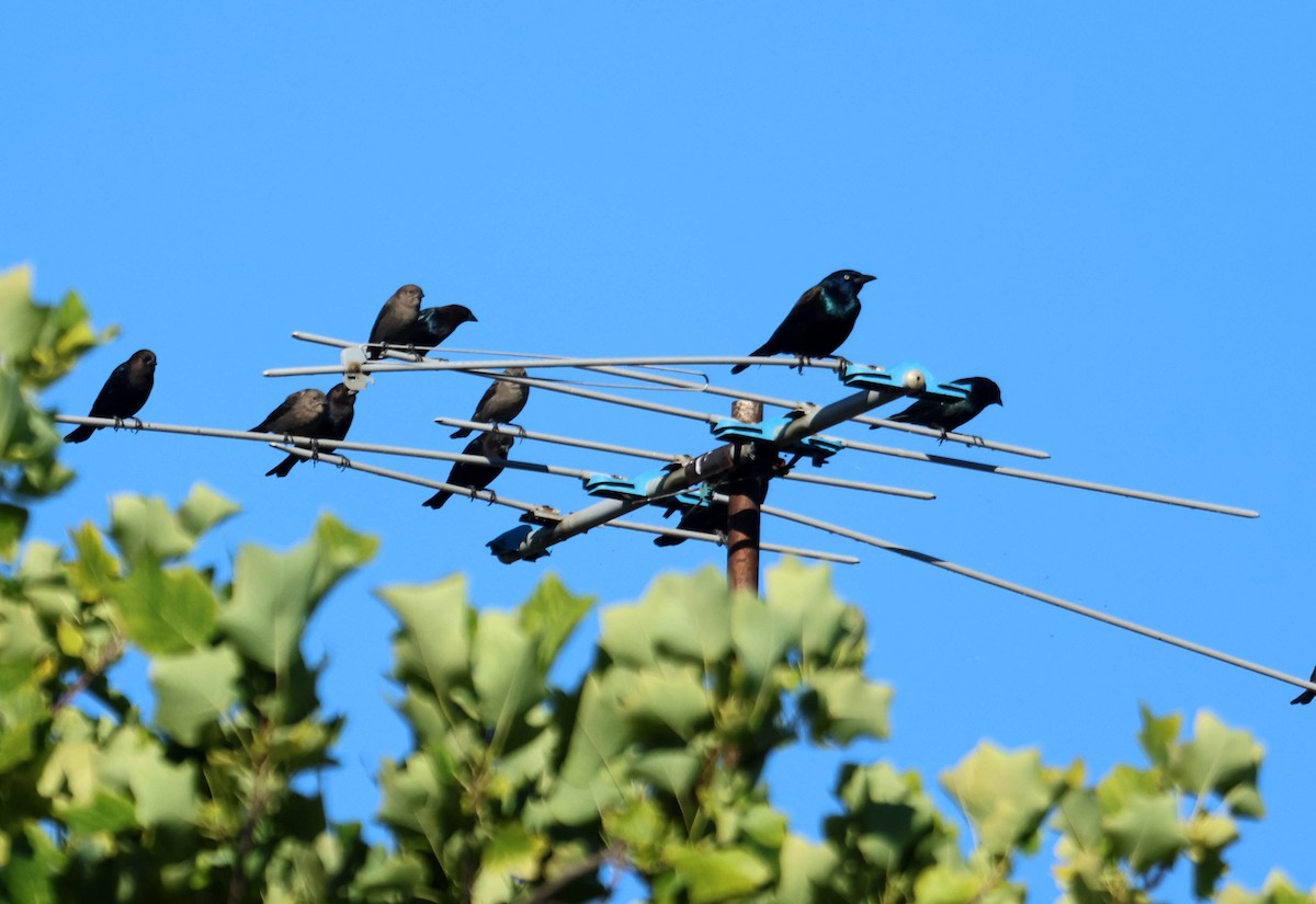 Brown-headed Cowbird - ML644529598