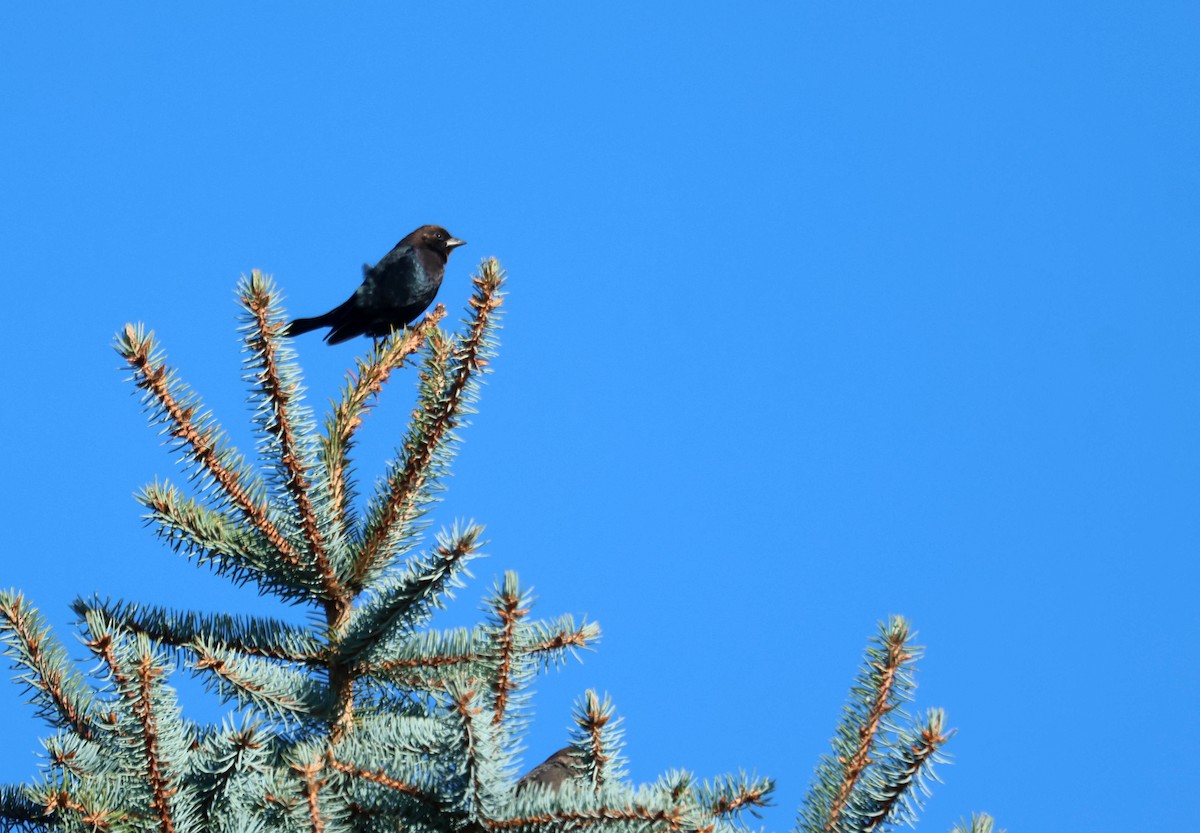 Brown-headed Cowbird - ML644529599