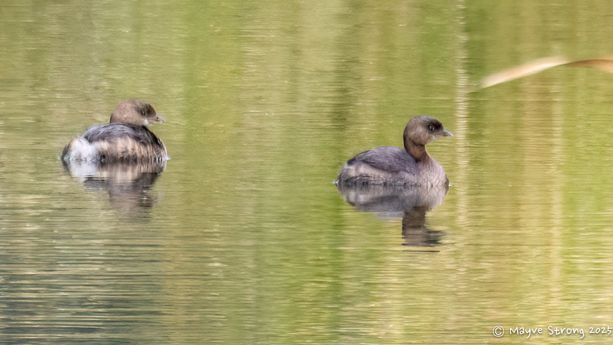 Pied-billed Grebe - ML644529600
