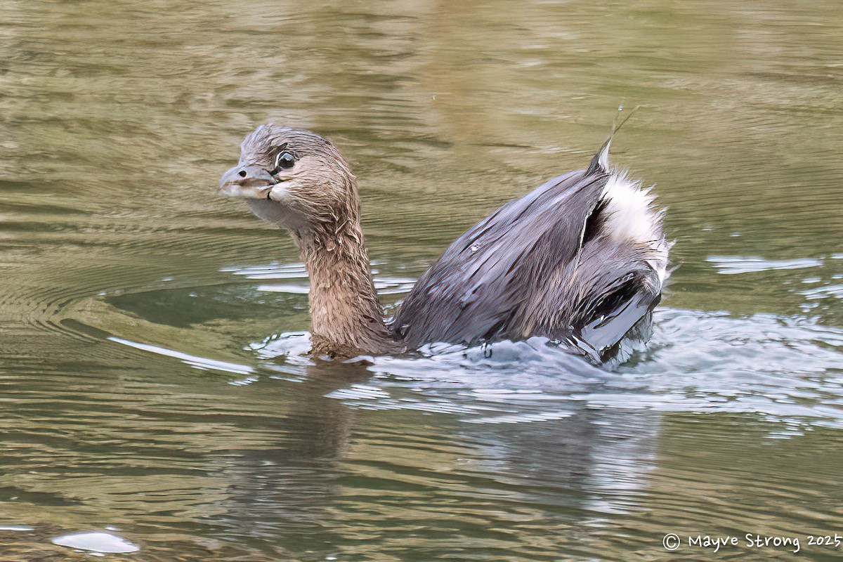 Pied-billed Grebe - ML644529601