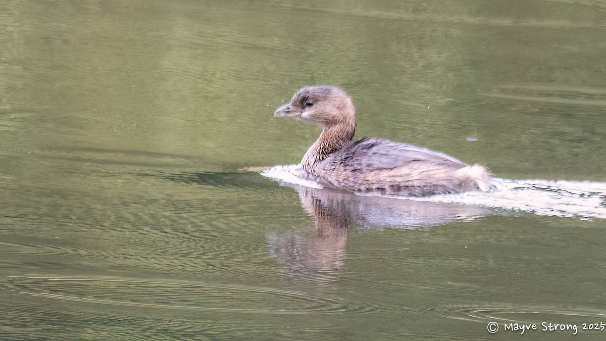 Pied-billed Grebe - ML644529602