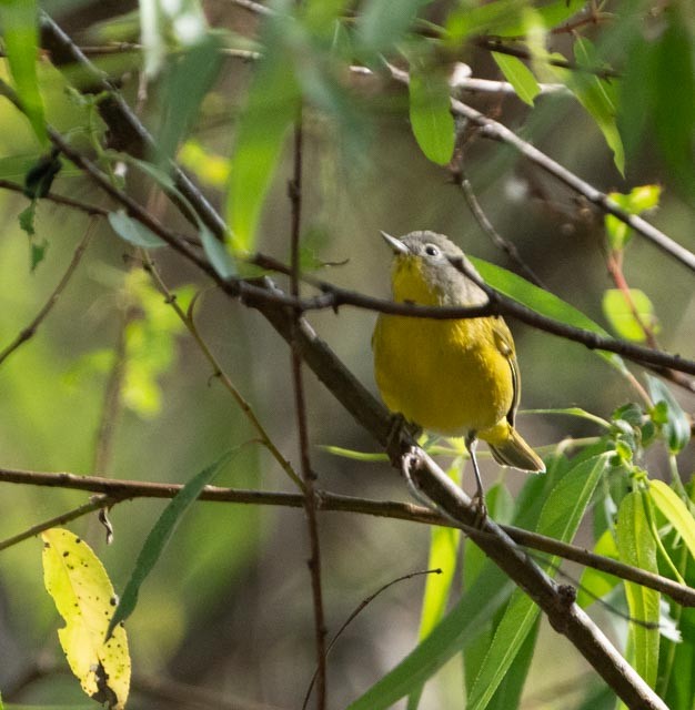 Nashville Warbler - ML644529605