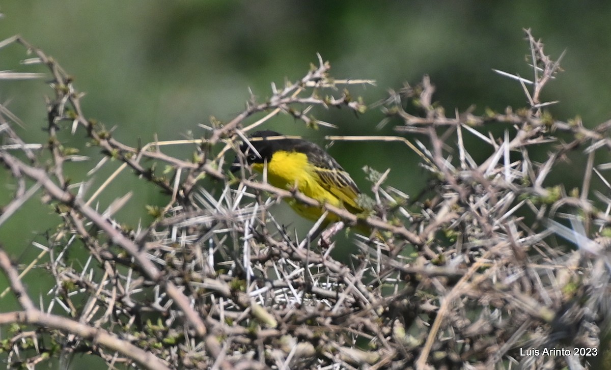 Baglafecht Weaver - ML644529606