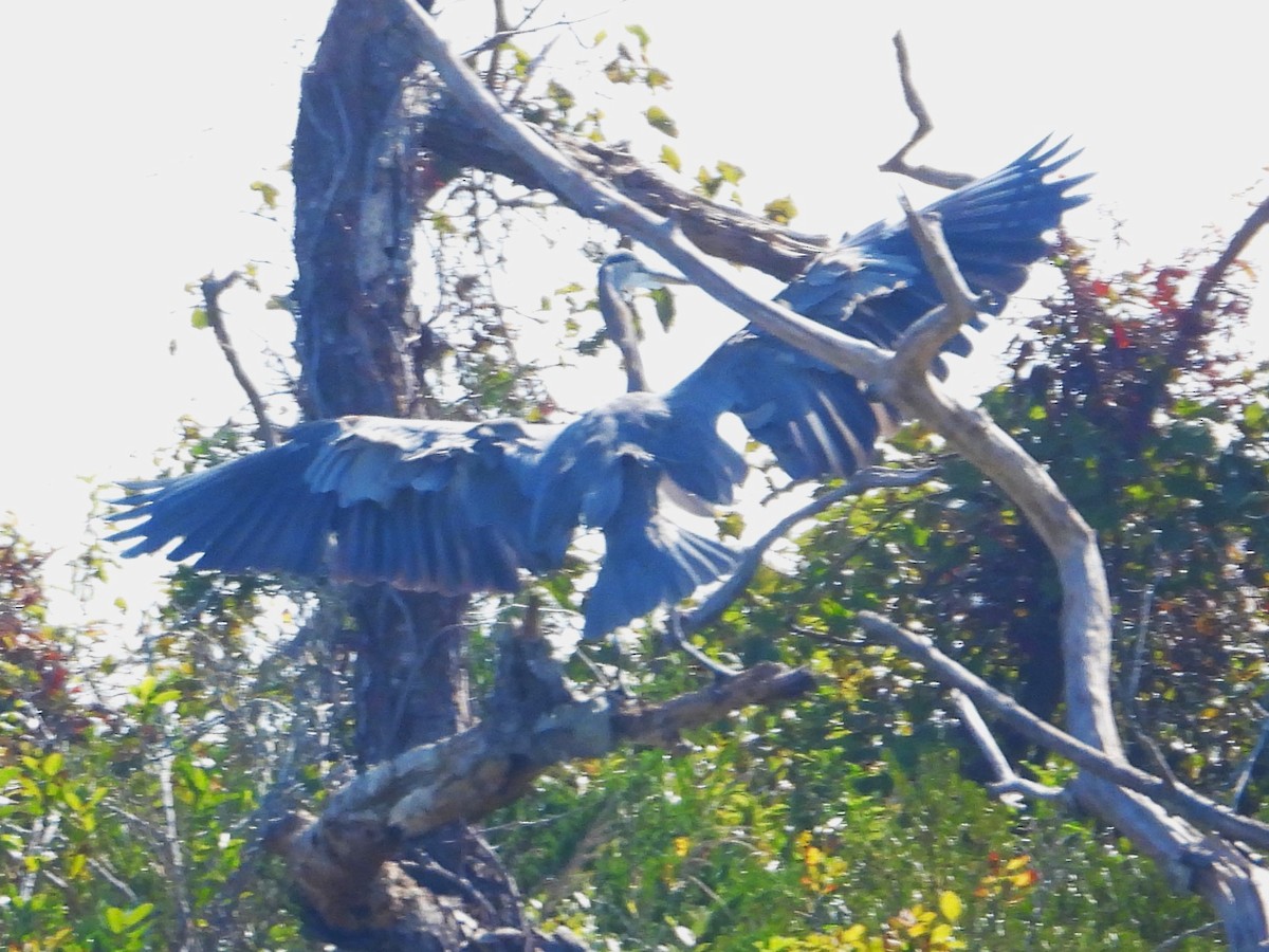 Great Blue Heron - ML644529627