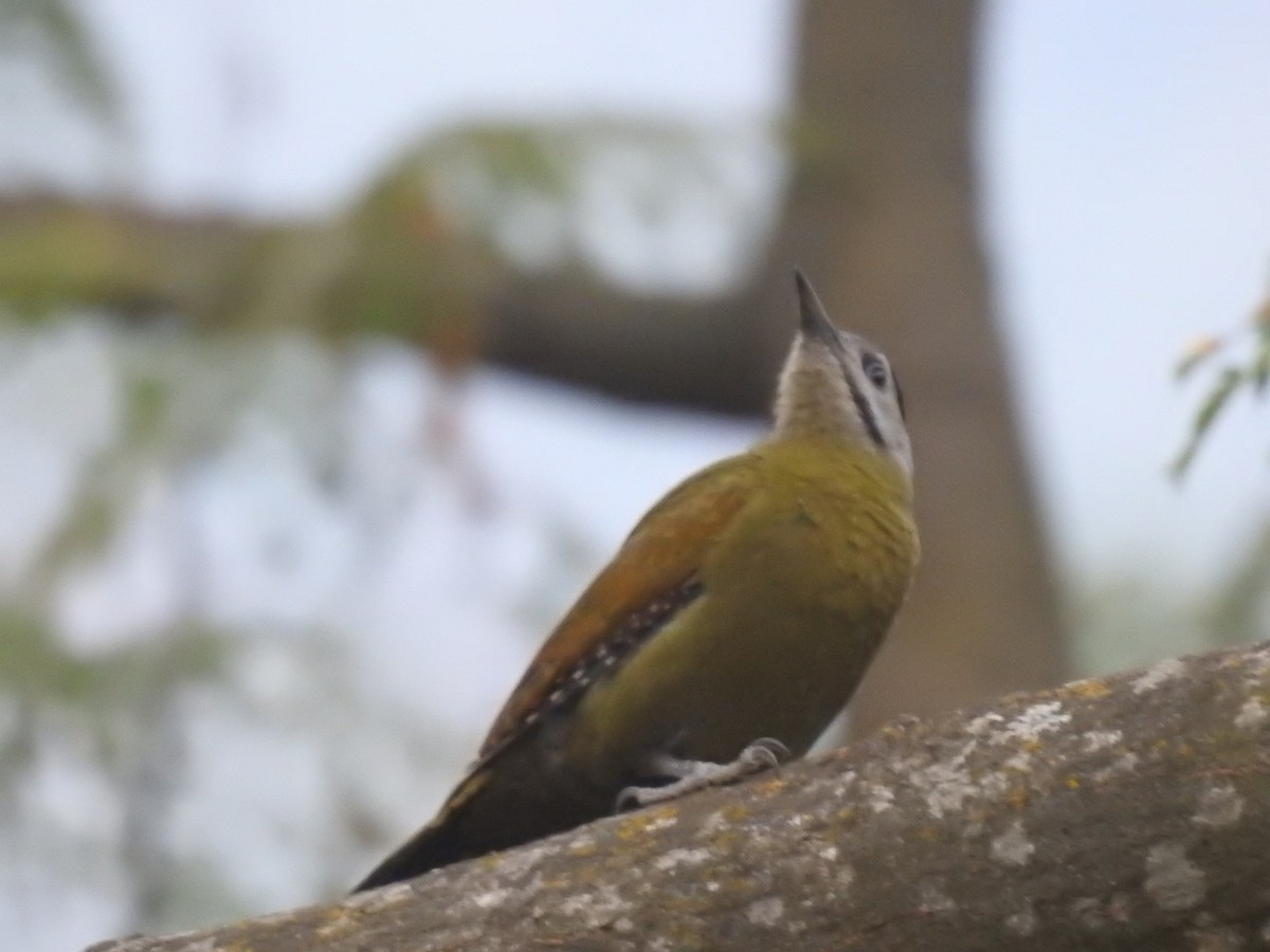 Pic cendré - ML644529634