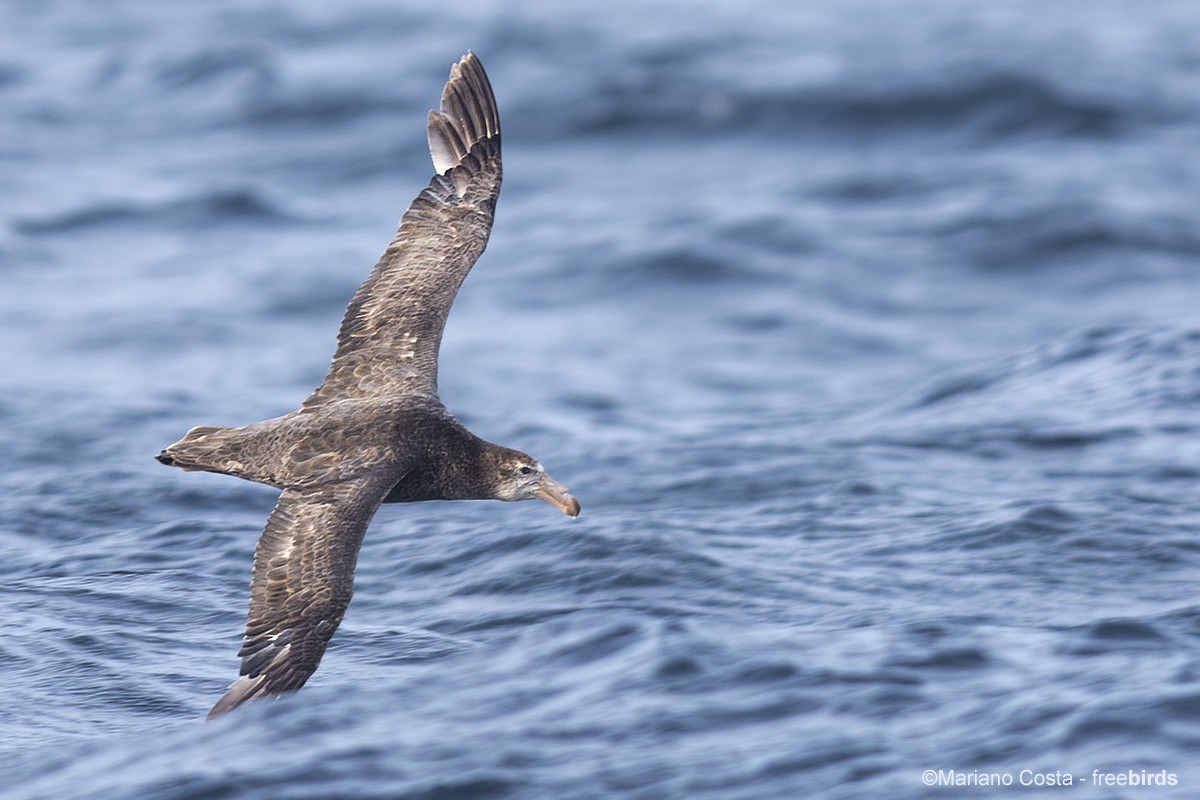 Northern Giant-Petrel - ML644529636