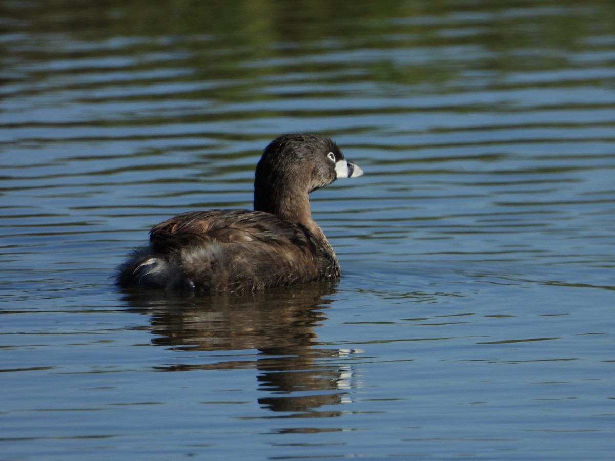 Pied-billed Grebe - ML644529646