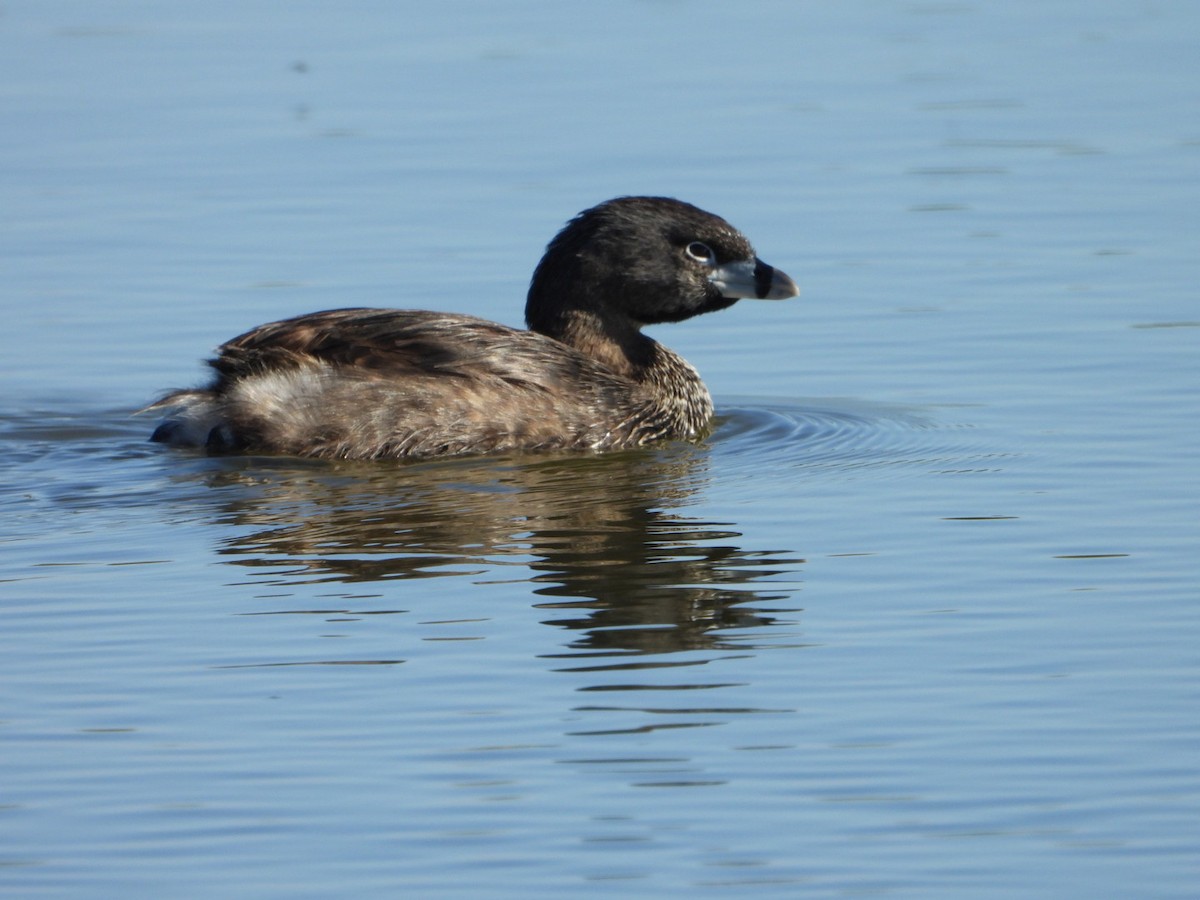 Pied-billed Grebe - ML644529647