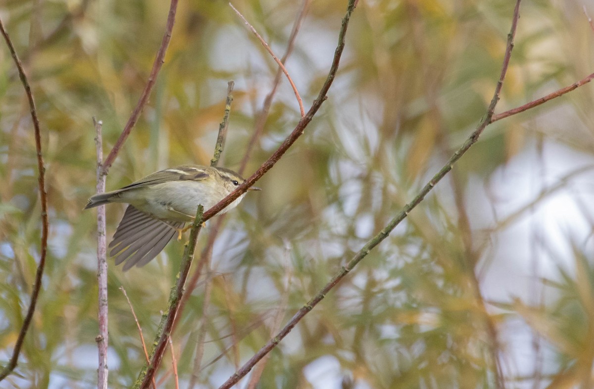 Yellow-browed Warbler - ML644529661
