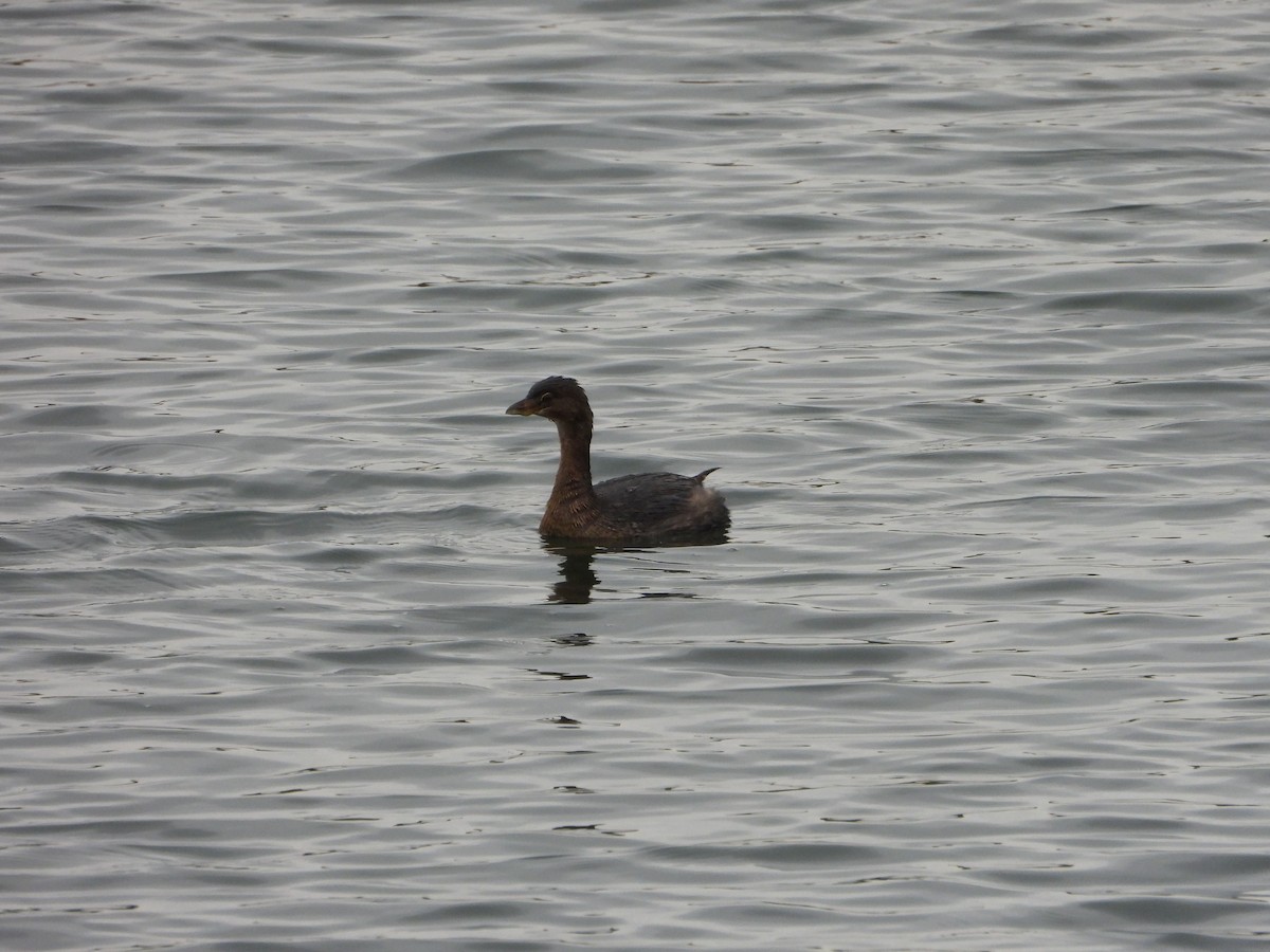 Pied-billed Grebe - ML644529662