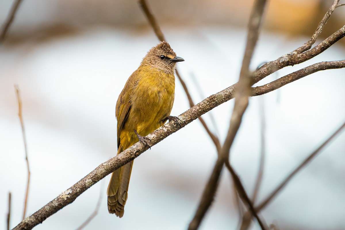 Flavescent Bulbul - ML644529674