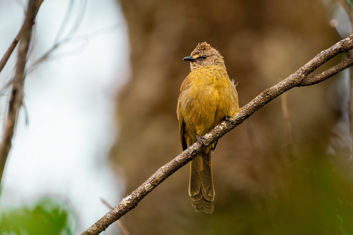 Flavescent Bulbul - ML644529675