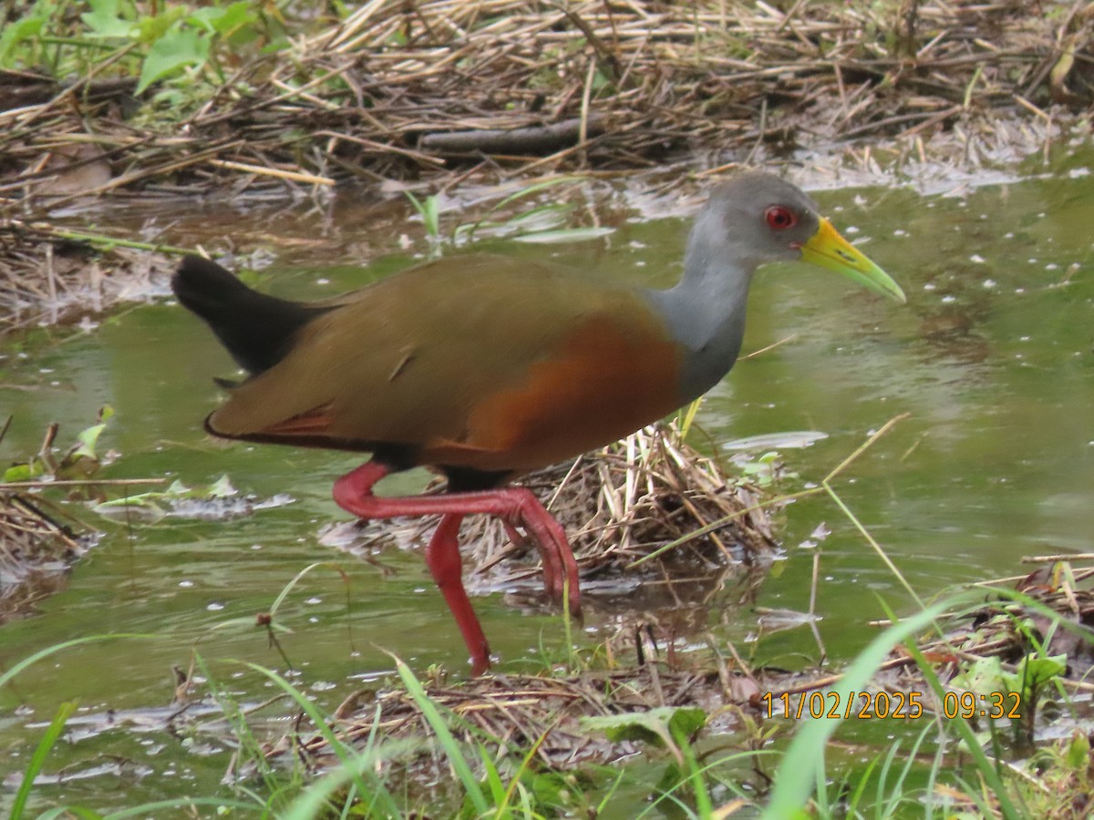Gray-cowled Wood-Rail - ML644529678