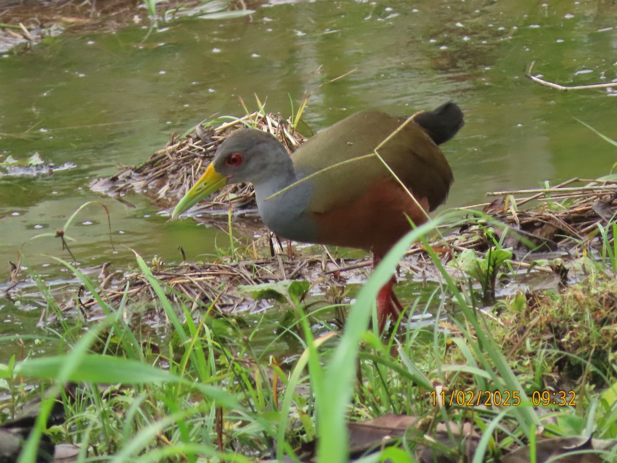 Gray-cowled Wood-Rail - ML644529680