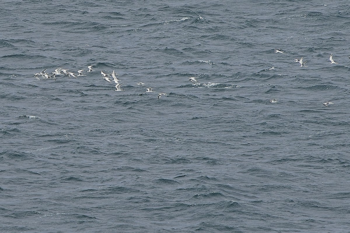 Sterne caugek - ML644529693