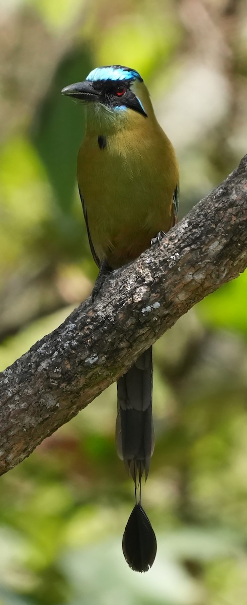 Whooping Motmot - ML644529700