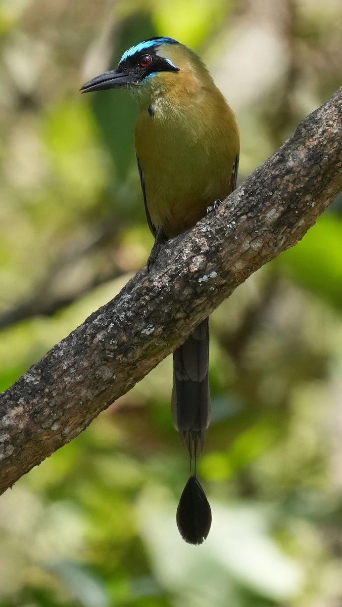 Whooping Motmot - ML644529701