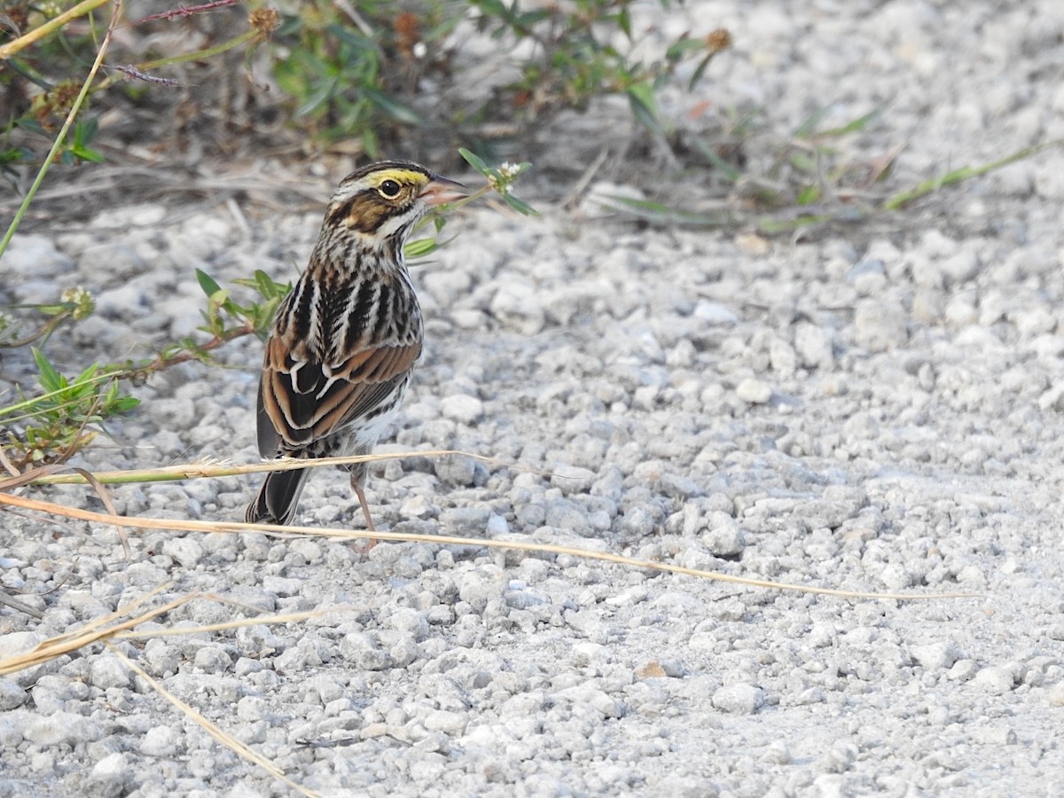 Savannah Sparrow - ML644529702