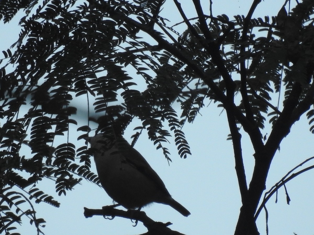 White-browed Shrike-Babbler - ML644529704