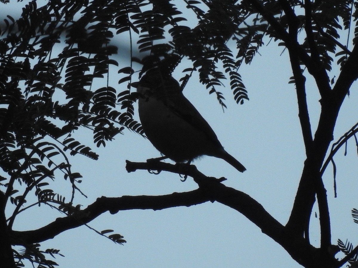 White-browed Shrike-Babbler - ML644529705