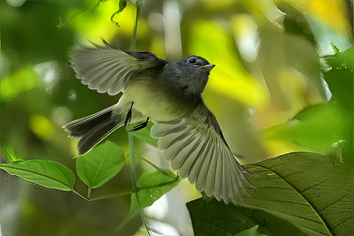Gray-breasted Flycatcher - ML644529716